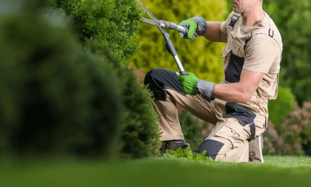 arbres dans un jardin entretenu